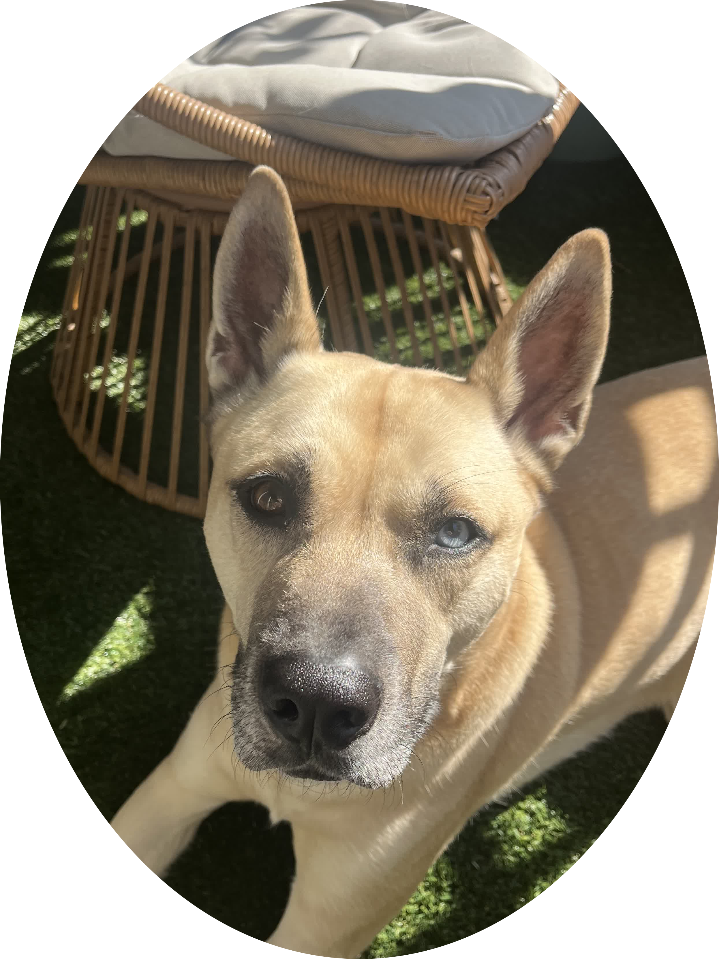 A beautiful picture of my dog, Major Tom in the sunlight. He is sandy colored, has one blue and one brown eye, and is the best boy.